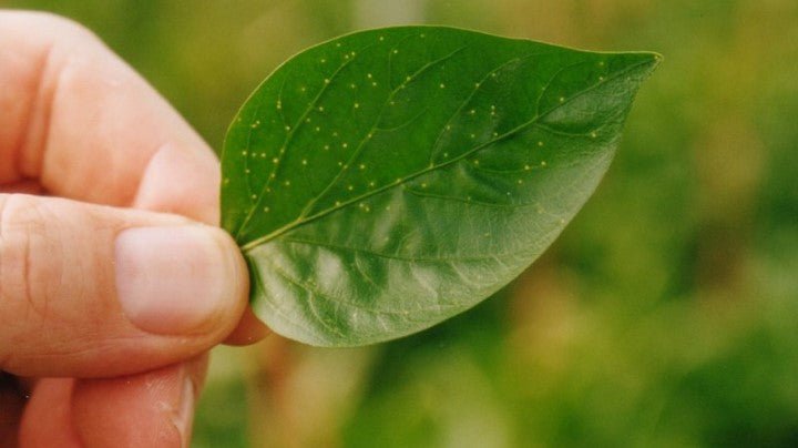 Thrips-Be-Gone: The Ultimate Guide to Spotting and Stopping These Pesky Pests - GrowPro Hydroponics Ltd