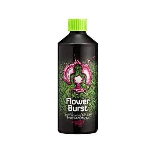 Buddha's Tree Flower Burst - GrowPro Hydroponics Ltd