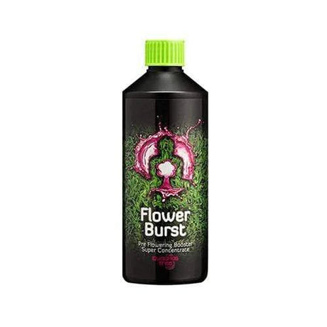 Buddha's Tree Flower Burst - GrowPro Hydroponics Ltd