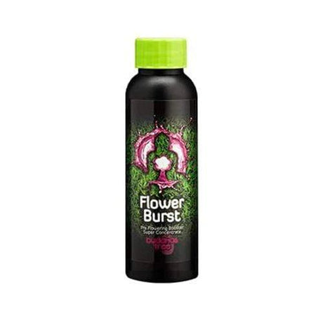 Buddha's Tree Flower Burst - GrowPro Hydroponics Ltd