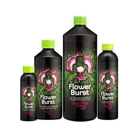 Buddha's Tree Flower Burst - GrowPro Hydroponics Ltd